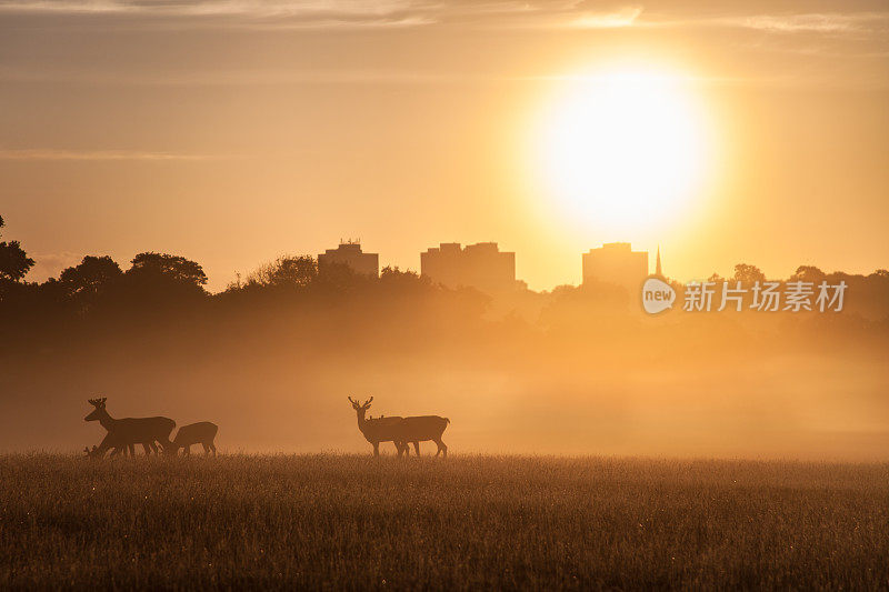 红鹿(Cervus elaphus)